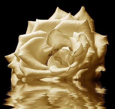 Tinted rose on water