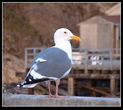 Seagull in a Trance