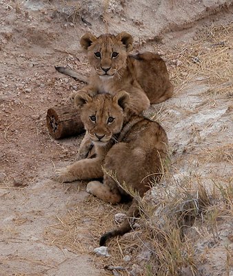 Lions in Namibia