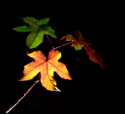 Backlit leaves