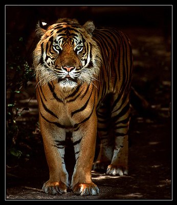 Sumatran tiger