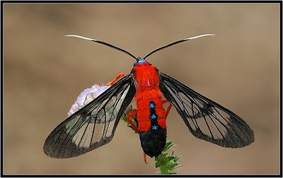 Scarlet-bodied Wasp Moth