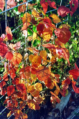 ALL FENCED IN COLOR