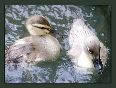 Duckling Pair