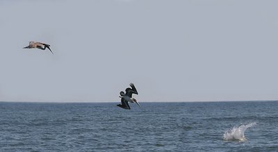 Diving Pelican