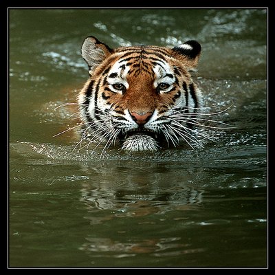 Swimming Tiger