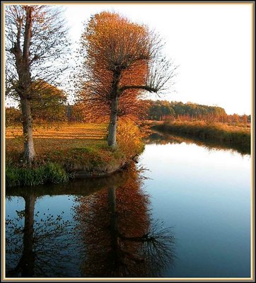 Tree in evening light