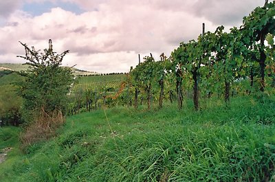 Stormy Vineyard