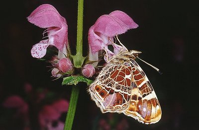 Map Butterfly