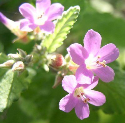 Flowers in sun