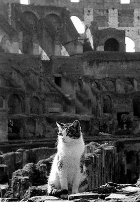 Romeo...roman cat