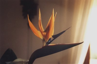 Estrelicia