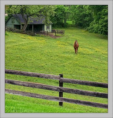 behind the fence