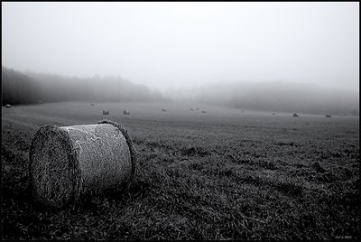 Field in Fog