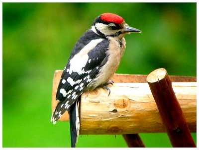 Colourful woodpecker