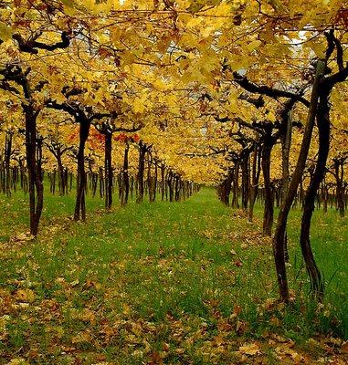 Autumn vineyard