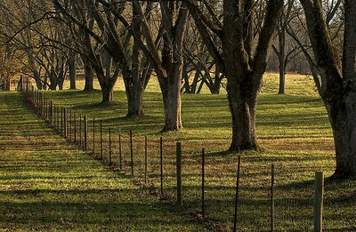 Grove with Fence