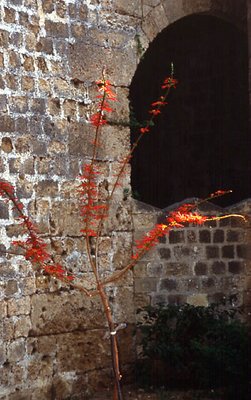 Plain Wall With Lively Plant