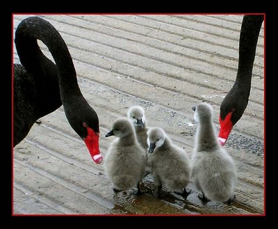Black Swan Cygnets (& their parents)