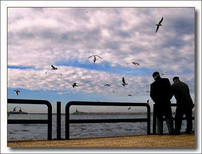 Sea gulls