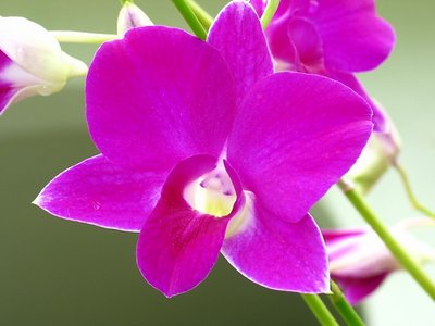 Pete's Orchid