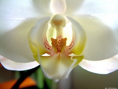 Orquídea-001.