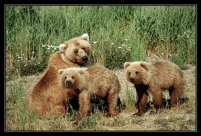 Mother bear with cubs