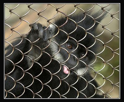 Young prisoner, San Francisco Zoo