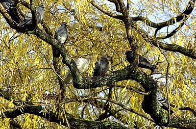 Assembly on tree