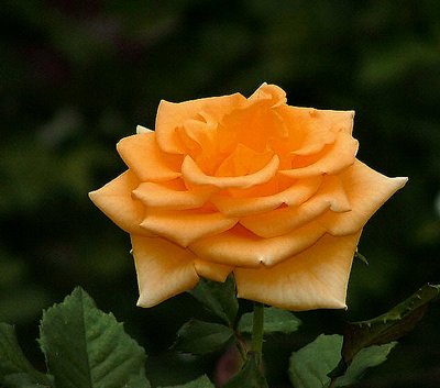 'a rose'