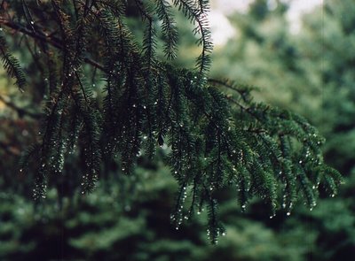 Rainy Spruce