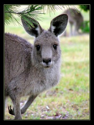 Young Kangaroo