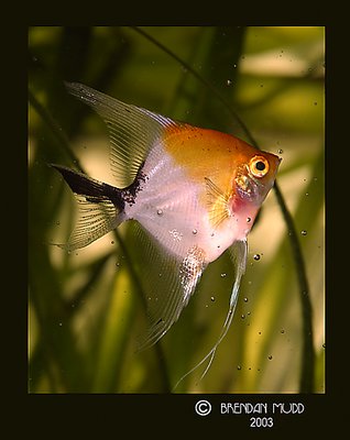 "Angelfish World"