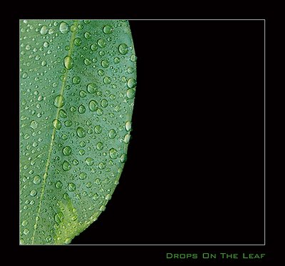 drops on the leaf