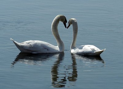 A brace of swans.