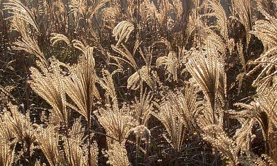 Golden field