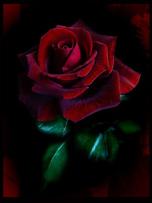 Rose for my friend...