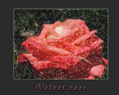 Velvet rose