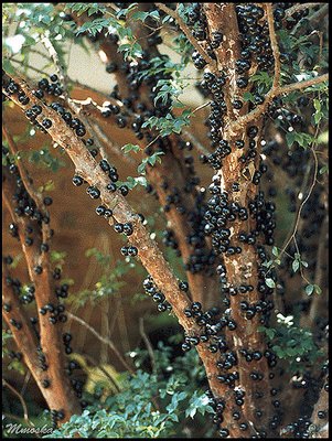 JaBuTiCaBa II