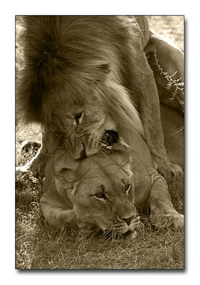 Lions mating