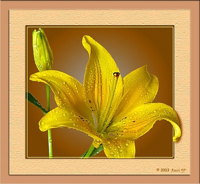 Asiatic Lily - 205