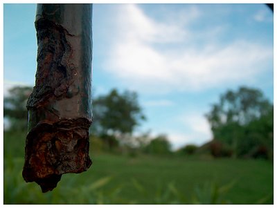 Rust and nature