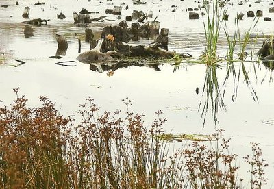 A Fall Marsh Tableau