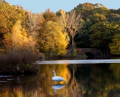 Fall in Olmstead Pond, Boston