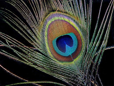 Feather