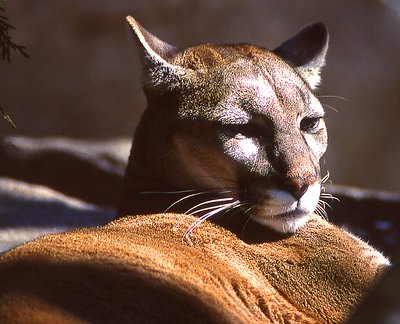 Cougar Close-Up