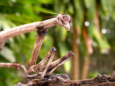 BRANCH MANTIS II