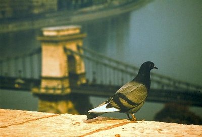 The Bridge and the Pigeon