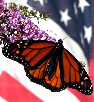 Patriotic butterfly