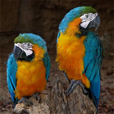 Blue and Gold Macaws, 2002